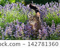 cat surrounded by a field of flowering catnip plants outdoors 142781360