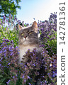 cat surrounded by a field of flowering catnip plants outdoors 142781361
