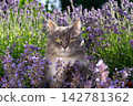 cat surrounded by a field of flowering catnip plants outdoors 142781362