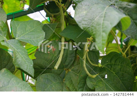 Green beans (climbing variety) Green beans (climbing variety) 142781444