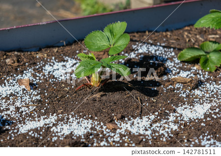 Top view of young green strawberry plant in dark soil with white mineral fertilizer granules around it. Seasonal autumn farm work for garden soil care and organic crop nourishment before winter. Top view of young green strawberry plant in dark soil with white mineral fertilizer granules around it. Seasonal autumn farm work for garden soil care and organic crop nourishment before winter. 142781511