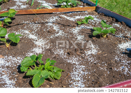 Top view of young green strawberry plant in dark soil with white mineral fertilizer granules around it. Seasonal autumn farm work for garden soil care and organic crop nourishment before winter. Top view of young green strawberry plant in dark soil with white mineral fertilizer granules around it. Seasonal autumn farm work for garden soil care and organic crop nourishment before winter. 142781512