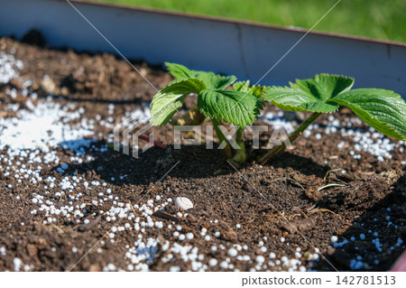 Top view of young green strawberry plant in dark soil with white mineral fertilizer granules around it. Seasonal autumn farm work for garden soil care and organic crop nourishment before winter. Top view of young green strawberry plant in dark soil with white mineral fertilizer granules around it. Seasonal autumn farm work for garden soil care and organic crop nourishment before winter. 142781513