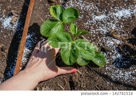 Top view of young green strawberry plant in dark soil with white mineral fertilizer granules around it. Seasonal autumn farm work for garden soil care and organic crop nourishment before winter. Top view of young green strawberry plant in dark soil with white mineral fertilizer granules around it. Seasonal autumn farm work for garden soil care and organic crop nourishment before winter. 142781518