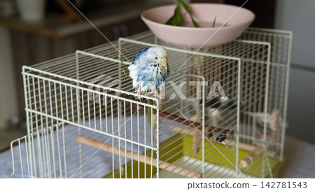 Wet blue budgerigar parakeet sits on top of wire cage inside apartment. Funny domestic bird after bath time in pink bowl on kitchen table, showing cute pet hygiene care and animal welfare lifestyle. Wet blue budgerigar parakeet sits on top of wire cage inside apartment. Funny domestic bird after bath time in pink bowl on kitchen table, showing cute pet hygiene care and animal welfare lifestyle. 142781543