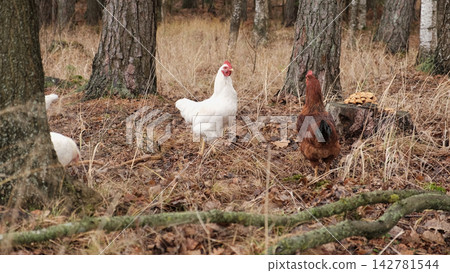 White chickens on rural farm backyard. Domestic poultry birds feeding on ground. Organic farming, free range livestock. Chickens walk on the earth Craft image that inspires eco confidence among buyers White chickens on rural farm backyard. Domestic poultry birds feeding on ground. Organic farming, free range livestock. Chickens walk on the earth Craft image that inspires eco confidence among buyers 142781544