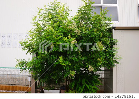格氏白蠟樹(常綠闊葉樹)- 庭園樹 - 修剪 格氏白蠟樹(常綠闊葉樹)- 庭園樹 - 修剪 142781613