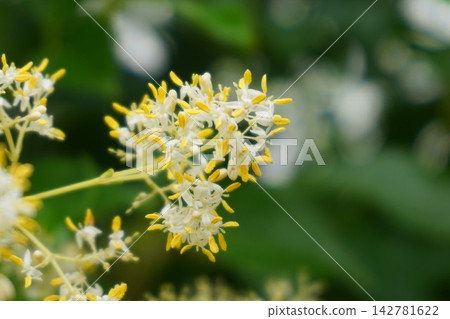 Fraxinus griffithii (Evergreen broad-leaved tree) - Garden tree - Pruning 142781622