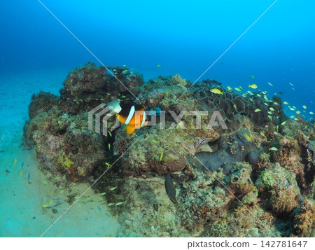 Clownfish and schools of tropical fish swimming around the reefs of Ishigaki Island Clownfish and schools of tropical fish swimming around the reefs of Ishigaki Island 142781647