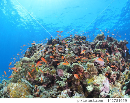A school of orange tropical fish adorns the coral reefs of Ishigaki Island. 142781659