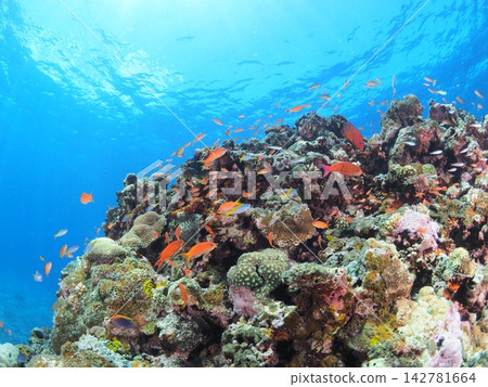 Coral reefs and red fish of Ishigaki Island, light shining through the water's surface 142781664