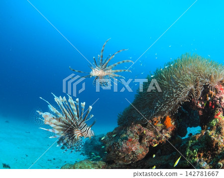 A pair of lionfish and anemones in the waters off Ishigaki Island. A pair of lionfish and anemones in the waters off Ishigaki Island. 142781667