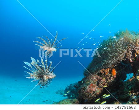 獅子魚在石垣島珊瑚礁的蔚藍大海中翩翩起舞 獅子魚在石垣島珊瑚礁的蔚藍大海中翩翩起舞 142781668