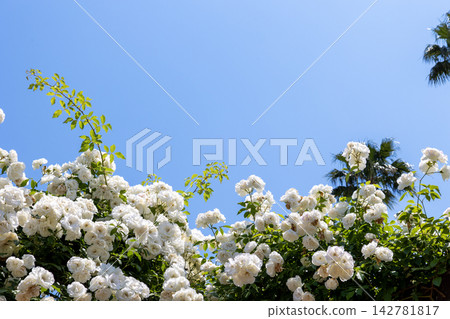 盛開的白色玫瑰「夏雪」(一種攀緣玫瑰)在藍天的襯托下格外醒目。 盛開的白色玫瑰「夏雪」(一種攀緣玫瑰)在藍天的襯托下格外醒目。 142781817