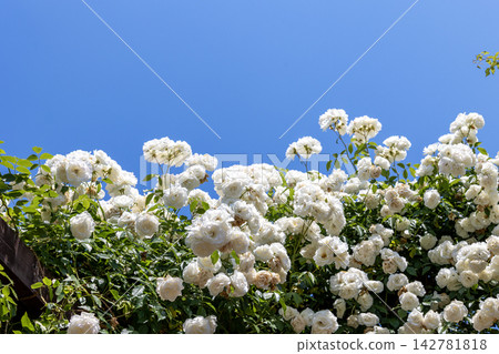 White roses in full bloom, 'Summer Snow' (a climbing rose), stand out against the blue sky. White roses in full bloom, 'Summer Snow' (a climbing rose), stand out against the blue sky. 142781818