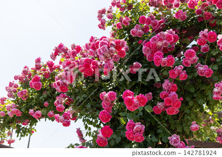 Deep pink roses (Parade) bloom in an overwhelming, overflowing volume. Deep pink roses (Parade) bloom in an overwhelming, overflowing volume. 142781924