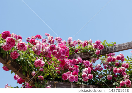 Deep pink roses (Parade) bloom profusely, reaching towards the clear blue sky. Deep pink roses (Parade) bloom profusely, reaching towards the clear blue sky. 142781928