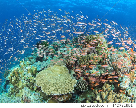 Table corals and swirling schools of tropical fish on Iriomote Island Table corals and swirling schools of tropical fish on Iriomote Island 142781991