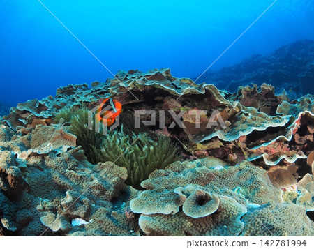 西表島,海葵和小丑魚被葉狀珊瑚環繞。 西表島,海葵和小丑魚被葉狀珊瑚環繞。 142781994