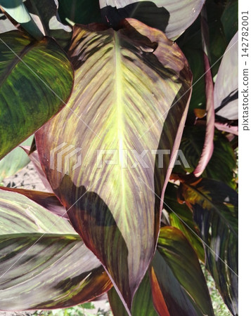 Vibrant Colorful Canna Lily Flowers Blooming in Sunny Summer Garden Landscape Vibrant Colorful Canna Lily Flowers Blooming in Sunny Summer Garden Landscape 142782001