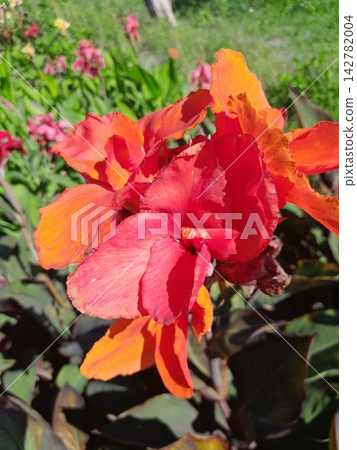 Vibrant Colorful Canna Lily Flowers Blooming in Sunny Summer Garden Landscape 142782004