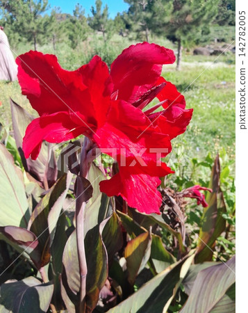 Vibrant Colorful Canna Lily Flowers Blooming in Sunny Summer Garden Landscape Vibrant Colorful Canna Lily Flowers Blooming in Sunny Summer Garden Landscape 142782005