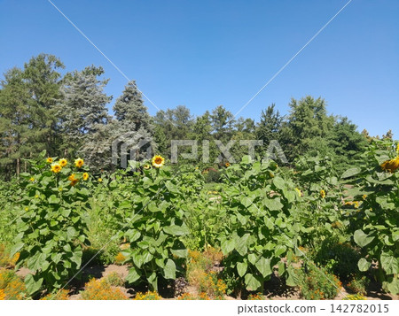 Scenic Garden Landscape with Blooming Sunflowers Under Clear Blue Sky Scenic Garden Landscape with Blooming Sunflowers Under Clear Blue Sky 142782015