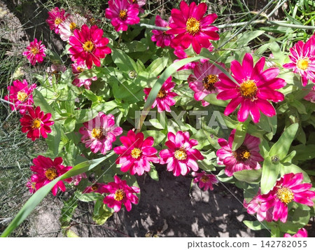 Scenic Garden Landscape with Blooming Wildflowers Scenic Garden Landscape with Blooming Wildflowers 142782055