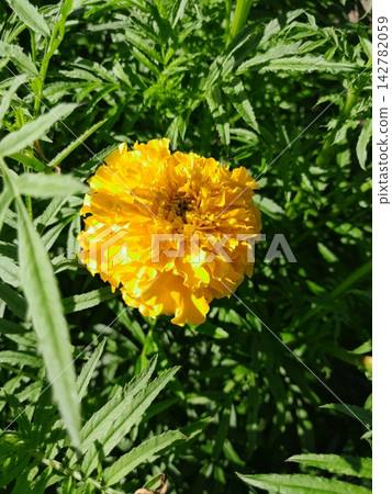 Scenic Garden Landscape with Blooming Wildflowers Scenic Garden Landscape with Blooming Wildflowers 142782059