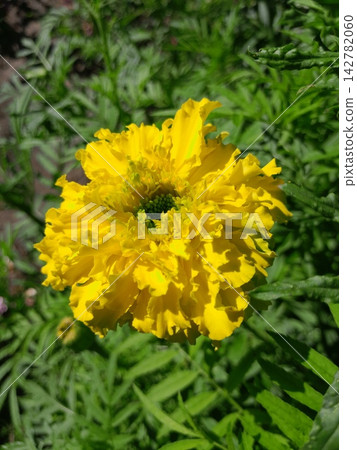Scenic Garden Landscape with Blooming Wildflowers Scenic Garden Landscape with Blooming Wildflowers 142782060