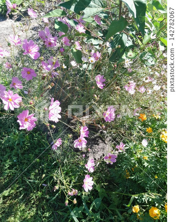 Scenic Garden Landscape with Blooming Wildflowers Scenic Garden Landscape with Blooming Wildflowers 142782067