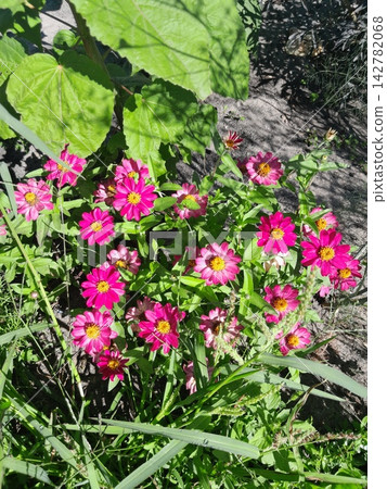 Scenic Garden Landscape with Blooming Wildflowers Scenic Garden Landscape with Blooming Wildflowers 142782068