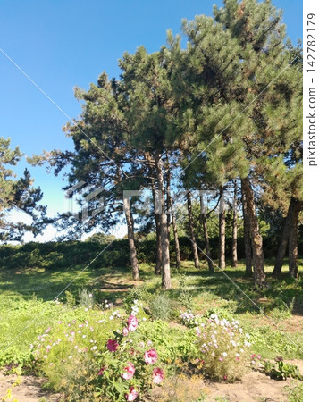 Scenic Garden Landscape with Pine Trees Under Clear Blue Sky Scenic Garden Landscape with Pine Trees Under Clear Blue Sky 142782179