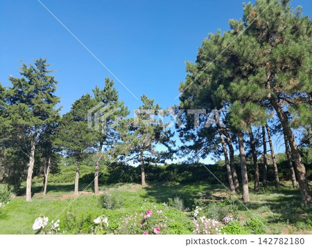 Scenic Garden Landscape with Pine Trees Under Clear Blue Sky Scenic Garden Landscape with Pine Trees Under Clear Blue Sky 142782180