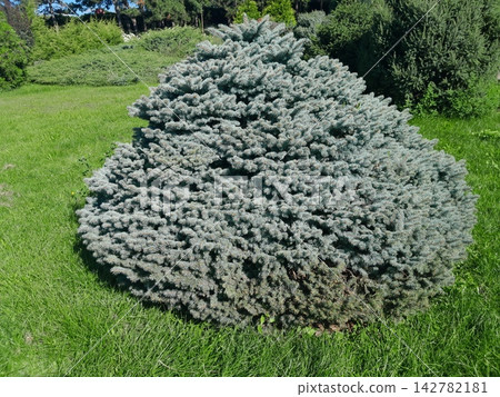 Scenic Garden Landscape with Pine Trees Under Clear Blue Sky Scenic Garden Landscape with Pine Trees Under Clear Blue Sky 142782181