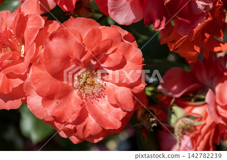 Apricot-orange landscape roses in full bloom. 142782239