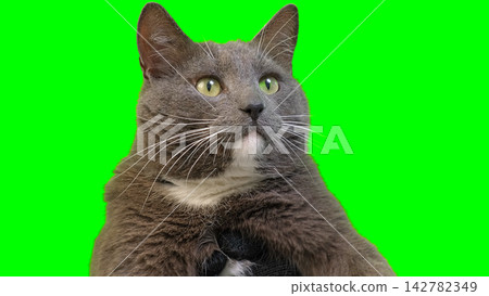 Cute grey cat looking away on green screen background. Isolated Cute grey cat looking away on green screen background. Isolated 142782349