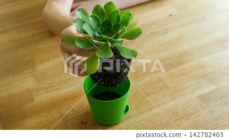 Close up of child hands repotting green echeveria succulent plant at home. Kid transplanting indoor flower, holding root system with soil above small pot. Home gardening and eco education concept. Close up of child hands repotting green echeveria succulent plant at home. Kid transplanting indoor flower, holding root system with soil above small pot. Home gardening and eco education concept. 142782403