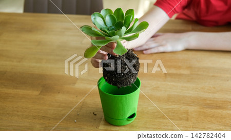 Close up of child hands repotting green echeveria succulent plant at home. Kid transplanting indoor flower, holding root system with soil above small pot. Home gardening and eco education concept. Close up of child hands repotting green echeveria succulent plant at home. Kid transplanting indoor flower, holding root system with soil above small pot. Home gardening and eco education concept. 142782404