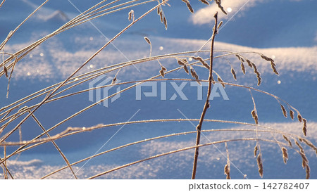Close up of dry wild grass covered with hoarfrost in winter field. Golden sunlight shining on frozen ears of cereal plants against white snow. Beautiful seasonal natural landscape theme. Real 4K video Close up of dry wild grass covered with hoarfrost in winter field. Golden sunlight shining on frozen ears of cereal plants against white snow. Beautiful seasonal natural landscape theme. Real 4K video 142782407