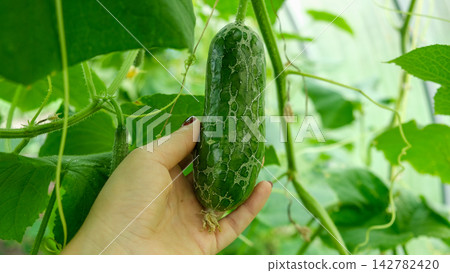 Close-up of damaged green cucumber with skin cracking web pattern hanging in greenhouse. Organic farming agriculture problem, plant disease or growth defect on blurred natural foliage background. 142782420