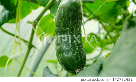 Close-up of damaged green cucumber with skin cracking web pattern hanging in greenhouse. Organic farming agriculture problem, plant disease or growth defect on blurred natural foliage background. Close-up of damaged green cucumber with skin cracking web pattern hanging in greenhouse. Organic farming agriculture problem, plant disease or growth defect on blurred natural foliage background. 142782421