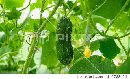 Close-up of damaged green cucumber with skin cracking web pattern hanging in greenhouse. Organic farming agriculture problem, plant disease or growth defect on blurred natural foliage background. 142782424