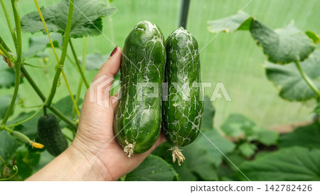 Close-up of damaged green cucumber with skin cracking web pattern hanging in greenhouse. Organic farming agriculture problem, plant disease or growth defect on blurred natural foliage background. 142782426