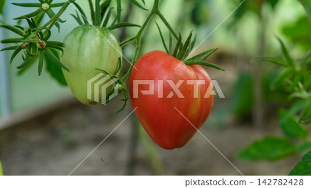 Close-up of ripe red tomatoes splitting on a vine inside a greenhouse. Macro of tomato skin cracking symptom caused by irregular watering stress for agriculture, gardening, or plant disease design. Close-up of ripe red tomatoes splitting on a vine inside a greenhouse. Macro of tomato skin cracking symptom caused by irregular watering stress for agriculture, gardening, or plant disease design. 142782428