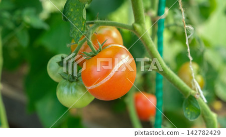 Close-up of ripe red tomatoes splitting on a vine inside a greenhouse. Macro of tomato skin cracking symptom caused by irregular watering stress for agriculture, gardening, or plant disease design. 142782429