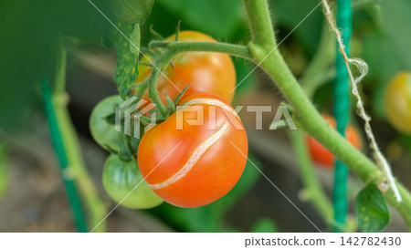 Close-up of ripe red tomatoes splitting on a vine inside a greenhouse. Macro of tomato skin cracking symptom caused by irregular watering stress for agriculture, gardening, or plant disease design. Close-up of ripe red tomatoes splitting on a vine inside a greenhouse. Macro of tomato skin cracking symptom caused by irregular watering stress for agriculture, gardening, or plant disease design. 142782430