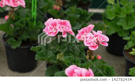 Closeup pink pelargonium flowers greenhouse, potted plants, lush Closeup pink pelargonium flowers greenhouse, potted plants, lush 142782434