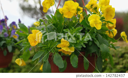 Colorful greenhouse garden center aisle lined with hanging baskets, pansy beds, daffodils and mixed spring blooms paved walkway, racks, retail nursery, bright diffused light. Vibrant plant display Colorful greenhouse garden center aisle lined with hanging baskets, pansy beds, daffodils and mixed spring blooms paved walkway, racks, retail nursery, bright diffused light. Vibrant plant display 142782437