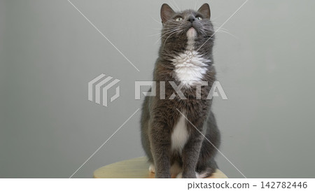 Curious grey cat with white tuxedo chest sits on wooden stool looking up. Fluffy domestic pet interested in food against plain studio wall backdrop with empty copy space for veterinary banner. Curious grey cat with white tuxedo chest sits on wooden stool looking up. Fluffy domestic pet interested in food against plain studio wall backdrop with empty copy space for veterinary banner. 142782446